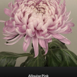 Allois Pink Allois Pink