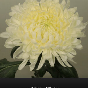 Allois White Allois White