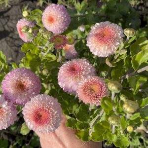 Помпон Пінk Pompon Pink