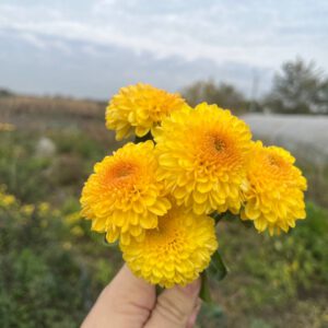 Помпон Жовтий