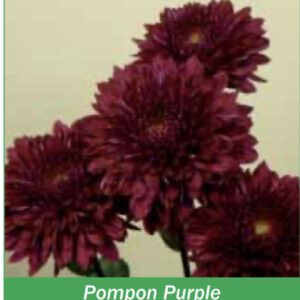 Помпон Пурпл Pompon Purple
