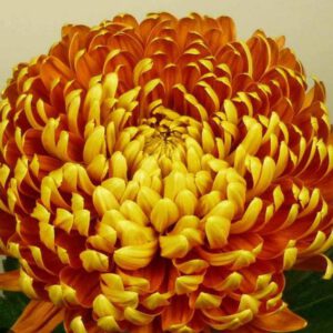 Allois Orange Allois Orange